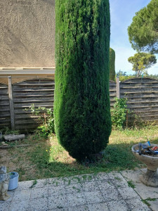 Photo de galerie - Taille en hauteur