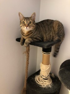 Photo de galerie - Garde chat