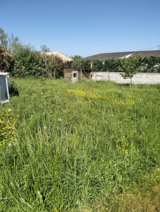 Photo de galerie - Tonte et débroussaillage avant 