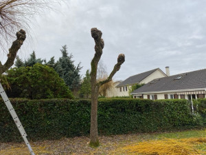 Photo de galerie - Elagage et coupe d'arbres