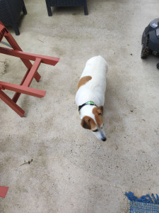 Photo de galerie - Garde chien