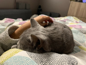 Photo de galerie - Garde d’Offset , chartreux câlineux   