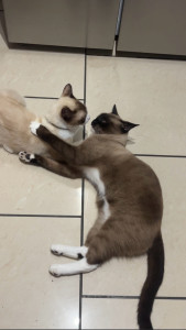 Photo de galerie - Garde chat