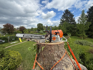 Photo de galerie - Démontage d’un sapin de 20m malade du scolyte 