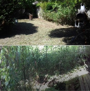 Photo de galerie - Jardin envahi de bambous sur 200 mètres carrés 