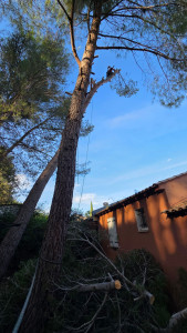 Photo de galerie - Abattage de 3 pins menaçant une maison sur la commune de Jacou.