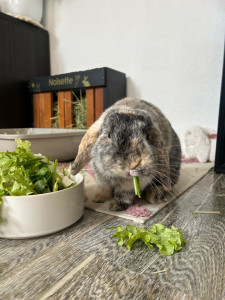 Photo de galerie - Visite quotidienne sur une durée de trois jours pour une lapine (remplissage du râtelier de fois, gamelle de légumes et nettoyage de gamelle d’eau)