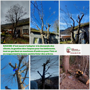 Photo de galerie - Elagage et coupe d'arbres