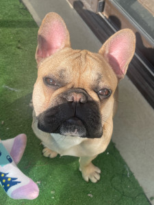 Photo de galerie - Garde chien