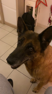 Photo de galerie - Malinois 