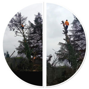 Photo de galerie - Abattage d’arbre 