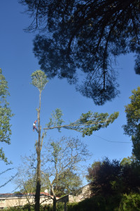 Photo de galerie - Elagage et coupe d'arbres
