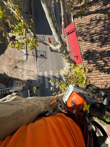 Photo de galerie - Taille de platanes 