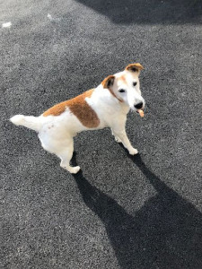 Photo de galerie - BOBY mon chien qui est dans les étoiles.