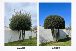 Photo de galerie -  Taille de structuration en forme (remise en forme + taille en boule)