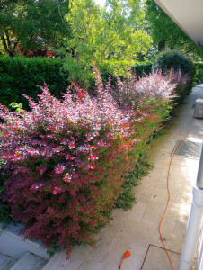 Photo de galerie - Taille de haies et d'arbustes