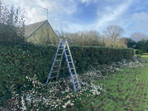 Photo de galerie - Taille de haie spécifique