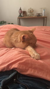 Photo de galerie - J’ai gardé le chat d’une amie pendant 15 jours ! un vrai plaisir 