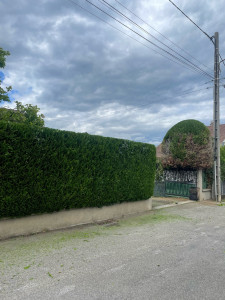Photo de galerie - Taille haie de thuya, avec boule entrée parking 