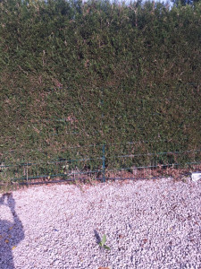 Photo de galerie - Bonjour comme vous le voyez je taille les côt et dessus 

