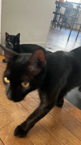 Photo de galerie - Garde de chats 