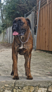 Photo de galerie - Garde chien
