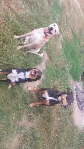 Photo de galerie - Aslan et Kéops (mes chiens) et leur copain Pims (chien en garde).