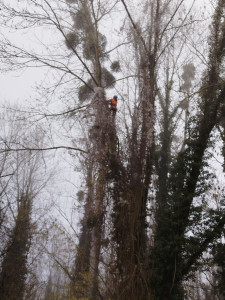 Photo de galerie - Abattage 
