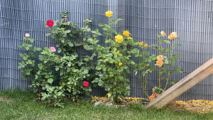 Photo de galerie - 3 mois après le 1er photo des rosier 