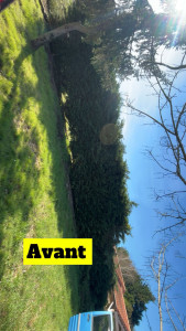 Photo de galerie - Rabaissement de haies avec évacuation 