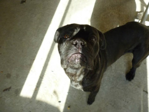 Photo de galerie - Le canecorso d'un collègue dont je prenais régulièrement soin pendant ses déplacements professionnels. 