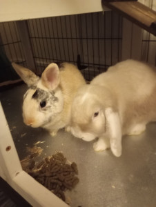 Photo de galerie - Charlotte et Sherlock 