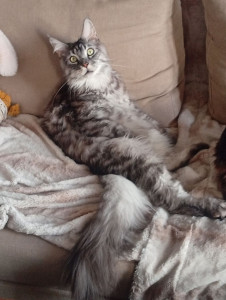 Photo de galerie - Mon deuxième chat ?