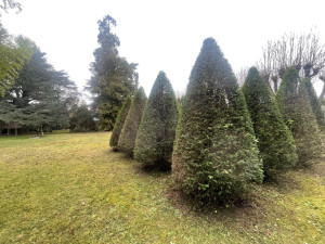 Photo de galerie - Taille de if après 5 ans sans taille 