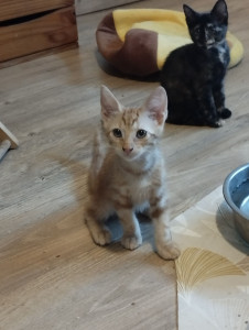 Photo de galerie - Garde chat