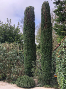 Photo de galerie - Taille de cyprès de Provence 