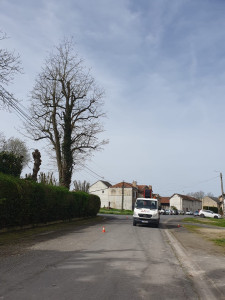 Photo de galerie - Élagage d’un grand acacia, plus évacuation avec Nacelle