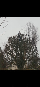 Photo de galerie - Taille d’un hêtre 