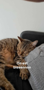 Photo de galerie - Garde chat