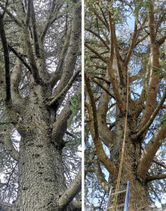 Photo de galerie - Nettoyage d’arbre