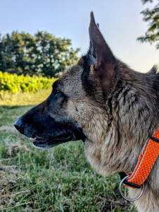 Photo de galerie - Ayant moi même un loulou, Stanley 4 ans .