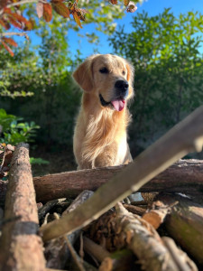 Photo de galerie - SIMBA