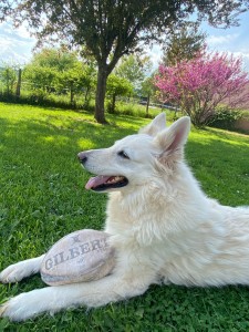 Photo de galerie - Garde chien