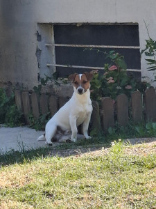 Photo de galerie - Garde chien