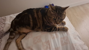 Photo de galerie - Garde chat