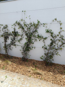 Photo de galerie - Implantation et suspension avec câbles de jasmins étoilés