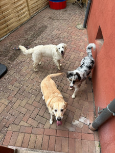 Photo de galerie - Garde de Louna labrador de 6ans , avec mes chiens 