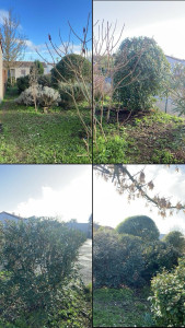 Photo de galerie - Taille de haie 