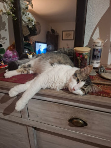 Photo de galerie - Petit Mirou jeune chat de 10mois en vacances a la maison 