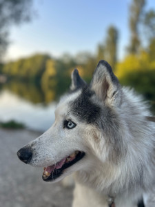 Photo de galerie - Dog sitting Husky